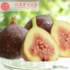 いちじくの苗、苗木 ビオレット・ド・アルジェンテイル 1年生苗 : 菜園