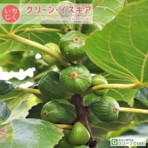 イチジク 苗 【グリーン・イスキア】 1年生 挿し木 ポット苗