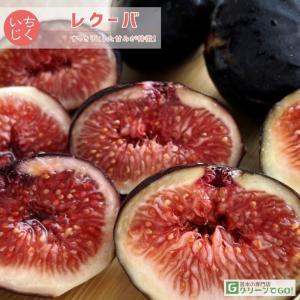 スイートカロン】 1年生苗 イチジク ※納期指定：発送予定2026年1