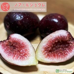 果樹苗】いちじく【ブラックケーキ】【苗木】（別名：ヌアール・ド