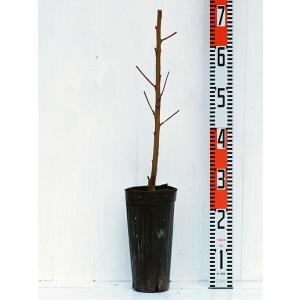 桃 苗木 【ひめまるこ [登録品種]】 1年生...の詳細画像1
