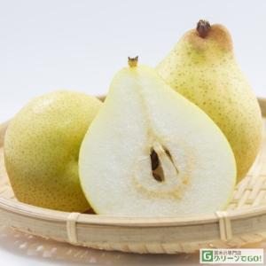 梨 苗木 【ヤーリー】 1年生 接ぎ木苗