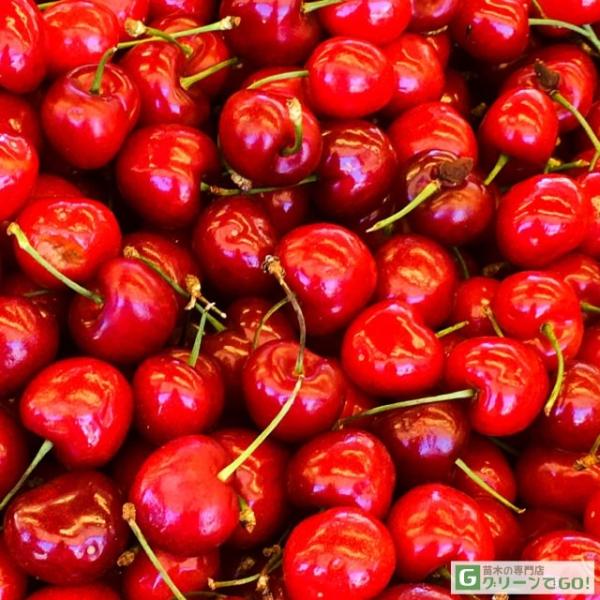 さくらんぼ 苗木 【レッドグローリー】 1年生 接ぎ木苗