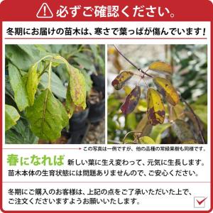 バナナ 苗 【矮性バナナ ドワーフ モンキーバ...の詳細画像5