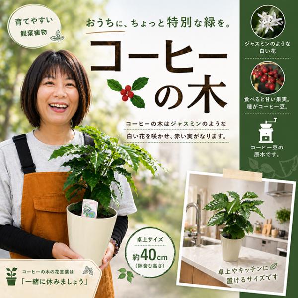 コーヒーの木 苗 【ブルーマウンテン】  2年生 実生 プラスチック鉢植え