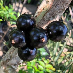 ジャボチカバ 苗  3年生 実生 ポット大苗