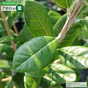 フェイジョア 苗 【アポロ】 3年生 挿し木 ...の詳細画像2