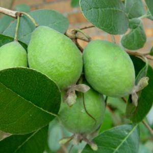 フェイジョア 苗 【ジェミニ】 挿し木 約0.3m ポット苗