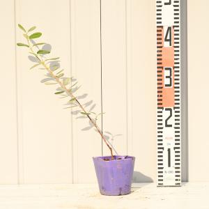 フェイジョア 苗 【ジェミニ】 挿し木 約0....の詳細画像4