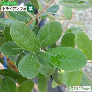フェイジョア 苗 【トライアンフ】 挿し木 約...の詳細画像1