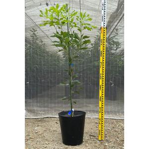 シマトネリコ 10本株立ち 約2.1m 現品発送 豪華株 特大株 植木苗木大苗