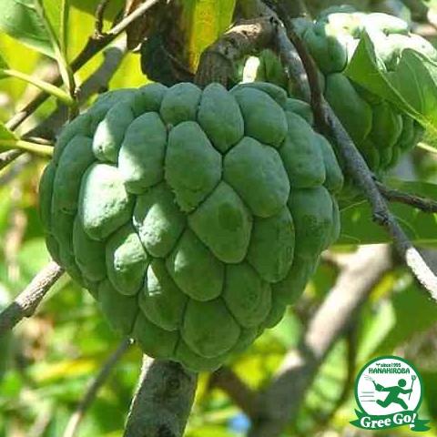 チェリモヤ 苗 【エルバンポ】 2年生 接ぎ木苗