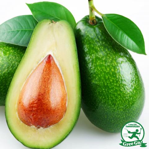 アボカド 苗 【フェルテ】 接ぎ木苗