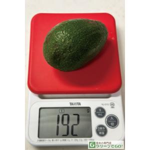 アボカド 苗 【ベーコン】 2年生 接ぎ木苗の詳細画像3