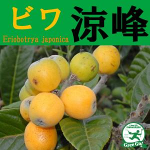 みかん 苗木 【ゆら早生】 3年生 接ぎ木 約1.0m 大苗 : 苗木の専門店