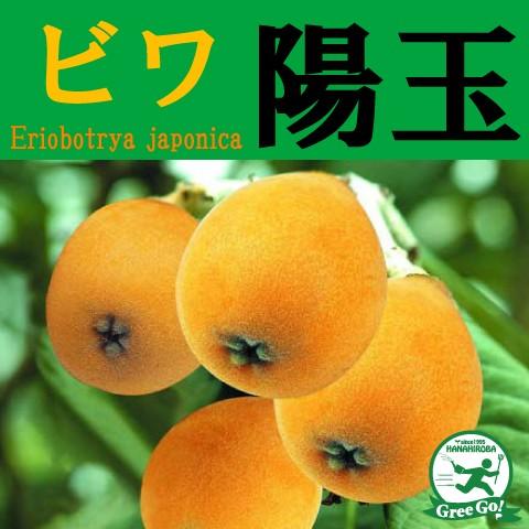 ◆送料無料◆ ビワ 苗 【陽玉 （ようぎょく）】 1年生 接ぎ木 ポット苗 （ニーム小袋付き） ※北...