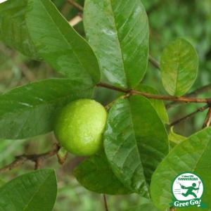 熱帯果樹  プラスチック鉢植え
