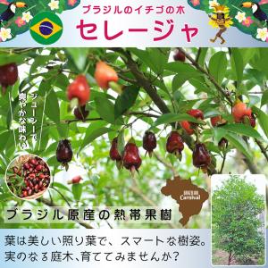 寒さに強い常緑樹 果樹の苗 苗木 の商品一覧 苗木 植木 花 ガーデニング 通販 Yahoo ショッピング