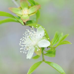 ブラジル いちごの木 苗 【セレージャ】 約0...の詳細画像3