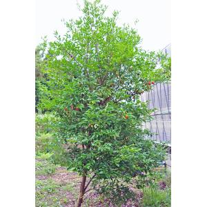 ブラジル いちごの木 苗 【セレージャ】 約0...の詳細画像5