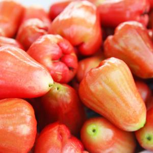 苗木の専門店 グリーンでgo レンブ 南国フルーツ Yahoo ショッピング