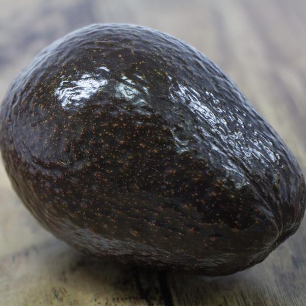 アボカド 苗 【リンダ】 接ぎ木苗