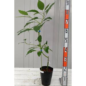 アボカド 苗 【プーラビーダ】 接ぎ木苗