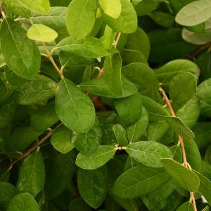 フェイジョア 苗 【ニキタ】 挿し木 約0.3m ポット苗