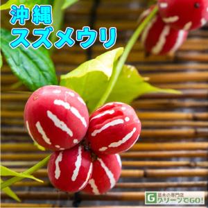 スズメウリの商品一覧 通販 Yahoo ショッピング