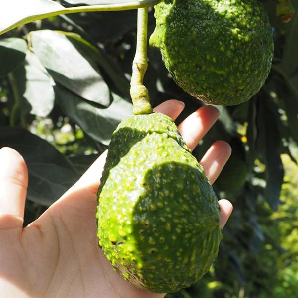 アボカド 苗 【ピンカートン】 2年生 接ぎ木苗