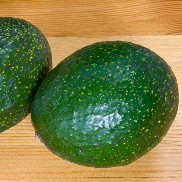 アボカド 苗 【リード】 2年生 接ぎ木苗