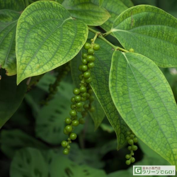 コショウ 苗 【黒胡椒 （くろこしょう）】 ポット苗