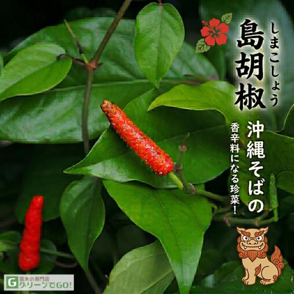 コショウ 苗 【島胡椒 （しまこしょう）】 ポット苗
