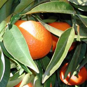 ブラッドオレンジ 苗 【ブラッドオレンジ タロッコ】 3年生 接ぎ木 約