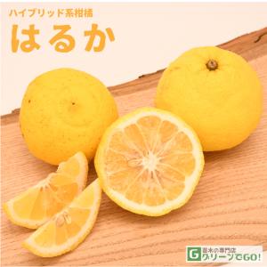 清見オレンジ 苗 【清見オレンジ】 3年生 接ぎ木 約1.0m 大苗 : 苗木の