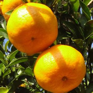 青島晩生みかん】 4年生接木苗 大苗 温州ミカン ※納期指定:発送予定