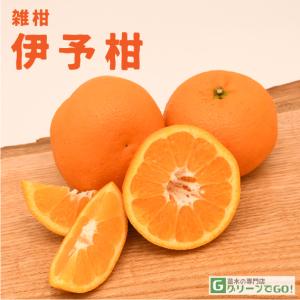オレンジ 苗木 【伊予柑 （いよかん）】 3年生 接ぎ木 約1.0m 大苗｜hanahiroba