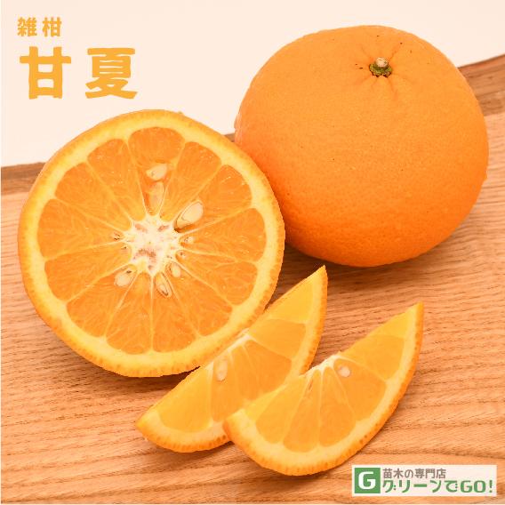 ◆送料無料◆ オレンジ 苗木 【甘夏 （あまなつ）】 1年生 接ぎ木 ポット苗 （ニーム小袋付き） ...