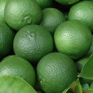 ニーム 種の商品一覧 通販 Yahoo ショッピング