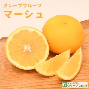 ブラッドオレンジ タロッコ 3年生 大苗 ブラッドオレンジ 苗木 タロッコ 3年生接木大苗 産地で剪定済 1.0m苗