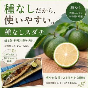 ◆送料無料◆ スダチ 苗木 【種なし スダチ】 ...の商品画像