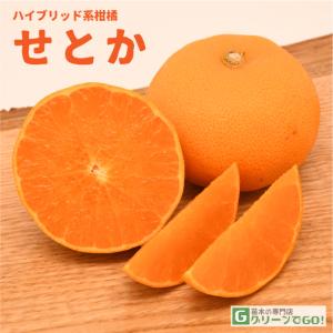 オレンジ 苗木 【はるか】 3年生 接ぎ木 約1.0m 大苗 : 苗木の専門店