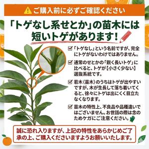 せとか 苗木 【トゲなし系 せとか [登録品種...の詳細画像1