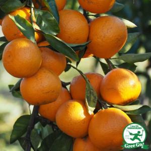 みかん 苗木 【みはや ［登録品種］】 3年生 接ぎ木 約1.0m 大苗