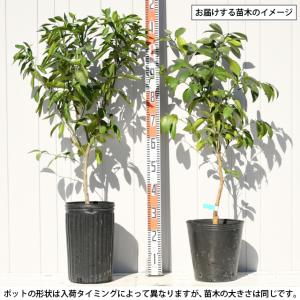 デコポン 苗木 【早生デコポン (不知火)】 ...の詳細画像2