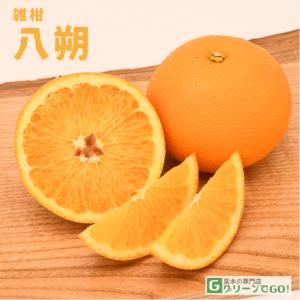 はっさく 苗木 【紅八朔 （べにはっさく）】 3年生 接ぎ木 約1.0m 大苗