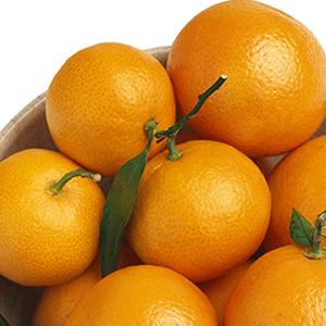 ブラッドオレンジ 苗 【ブラッドオレンジ タロッコ】 3年生 接ぎ木 約