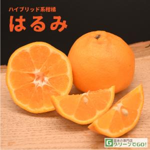 みかん 苗木 【津之輝 （つのかがやき） ［登録品種］】 1年生 接ぎ木