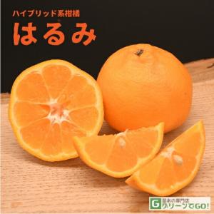 みかん 苗木 【麗紅 （れいこう） ［登録品種］】 1年生 接ぎ木苗