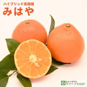◆送料無料◆ ■優良2年生大苗■ みかん 苗木 【みはや ［登録品種］】 2年生大苗 接ぎ木 （ニーム小袋付き） ※北海道・沖縄は送料無料適用外です。